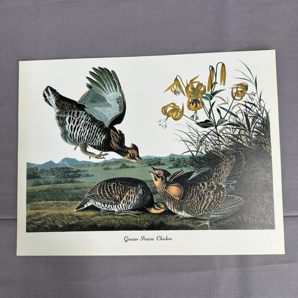 1950 Vintage Print Prairie Chicken  American Bird Art Illustration Audubon 11x8